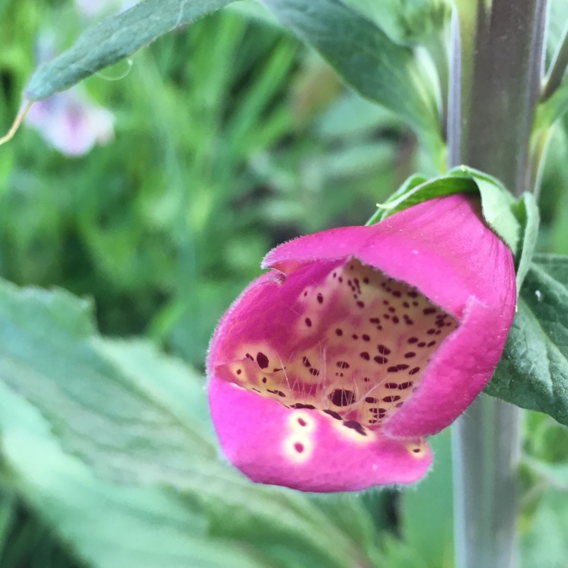 Foxglove Camelot Rose in the GardenTags plant encyclopedia