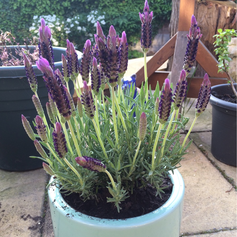 French LavenderLusi Purple in the GardenTags plant encyclopedia