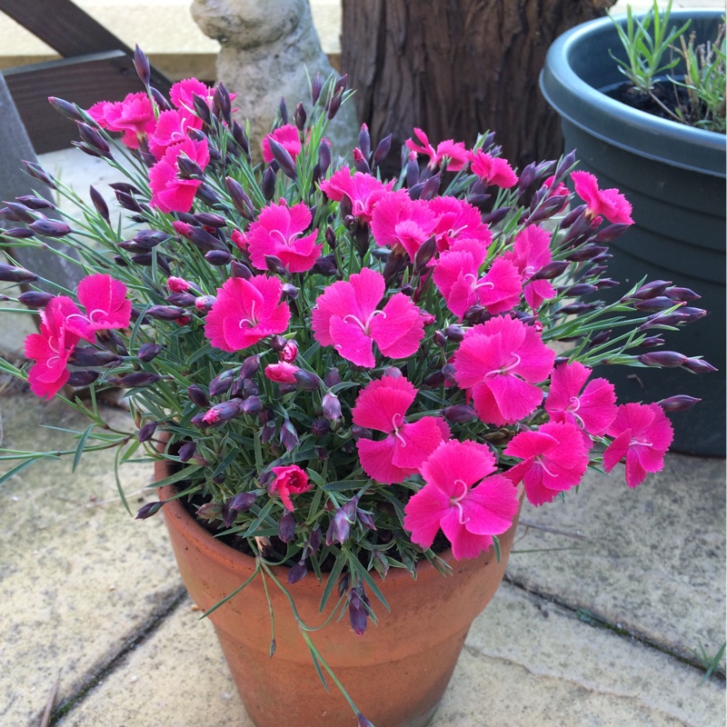 Pink Twinkle in the GardenTags plant encyclopedia