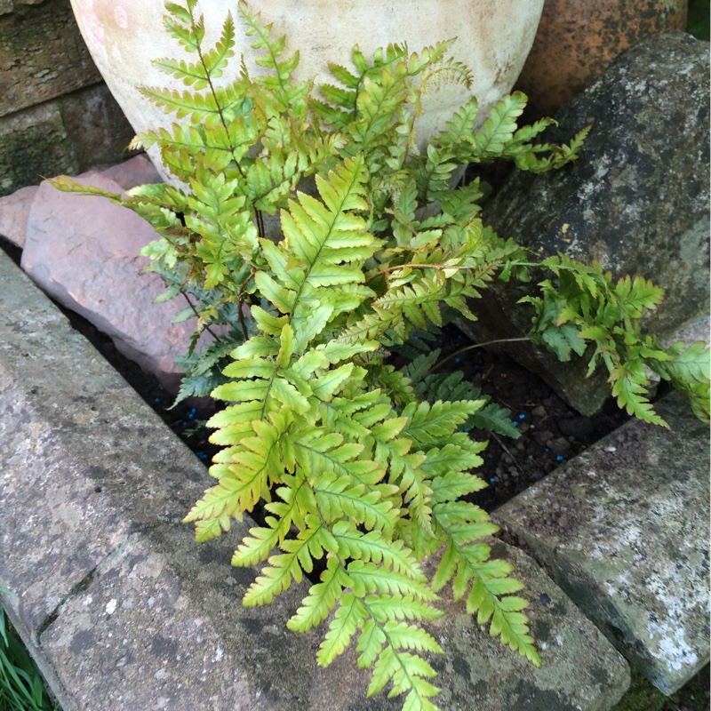 Japanese Rosy Buckler Fern in the GardenTags plant encyclopedia