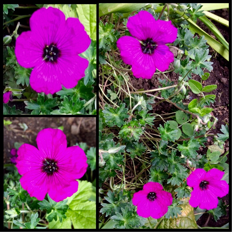 Geranium Giuseppii in the GardenTags plant encyclopedia