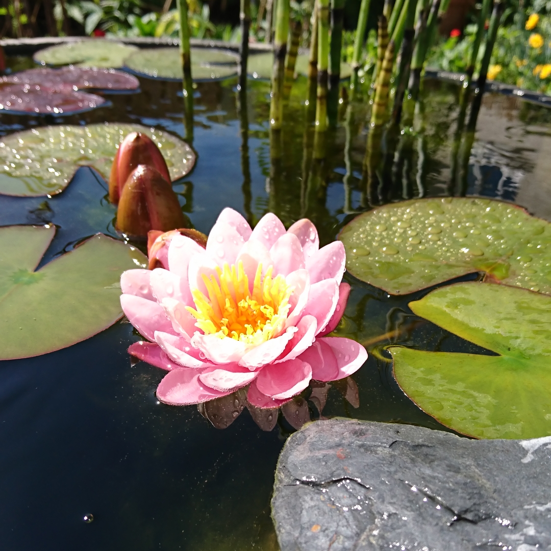 Water Lily Lilacea in the GardenTags plant encyclopedia