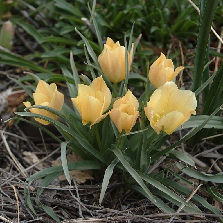 Tulip (Species) Flax-leaved Tulip (Batalinii Group) in the GardenTags plant encyclopedia