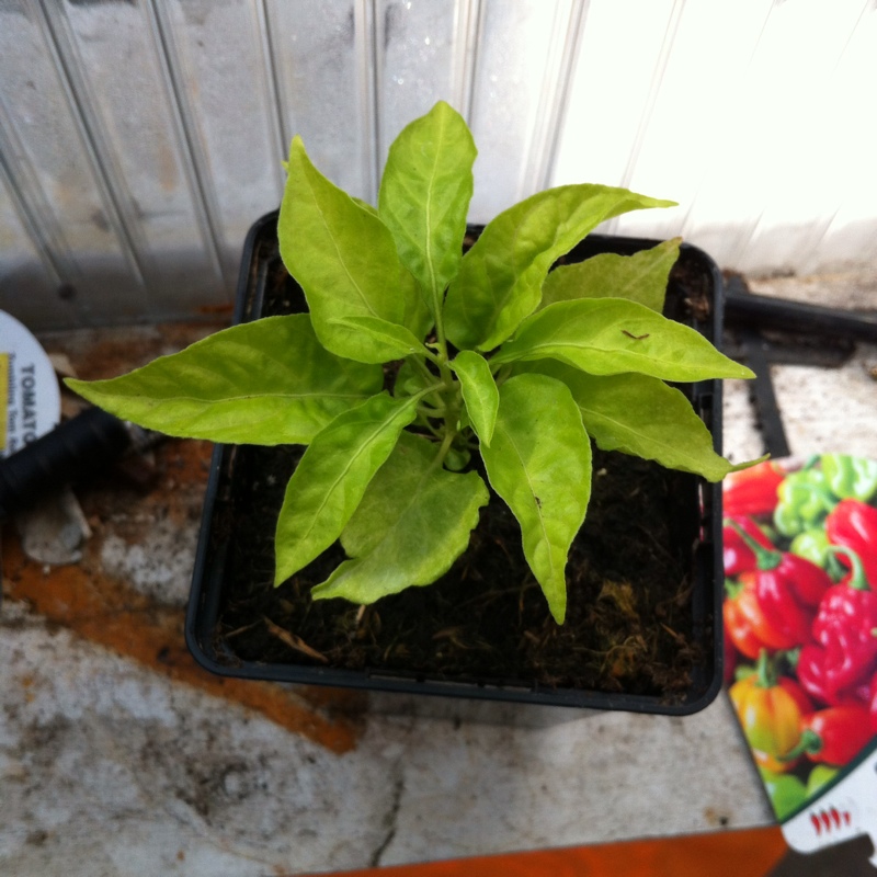 Chilli Pepper Scotch Bonnet in the GardenTags plant encyclopedia