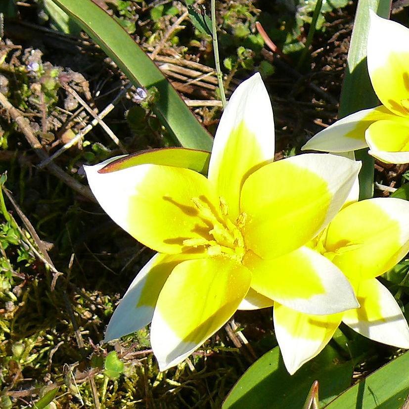 Tulip (Species) Tarda Tulip in the GardenTags plant encyclopedia