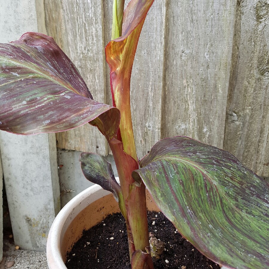 Canna Black Knight in the GardenTags plant encyclopedia