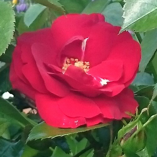 Rose Blaze (Climbing) in the GardenTags plant encyclopedia