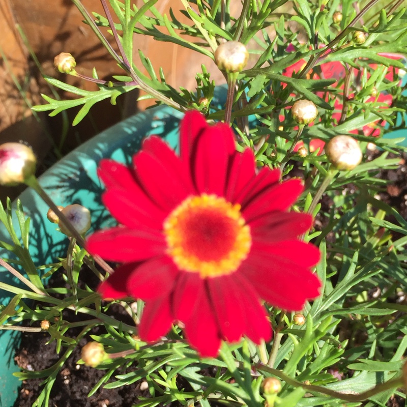 Marguerite Madeira Red in the GardenTags plant encyclopedia