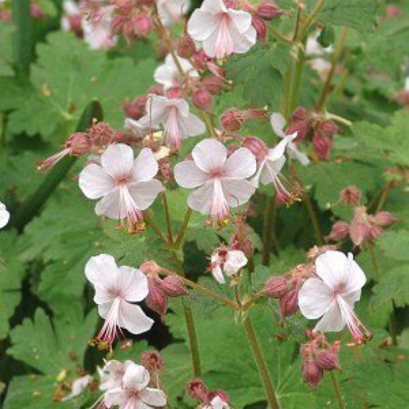 Geranium macrorrhizum �Album�, White Bigroot Cranesbill in