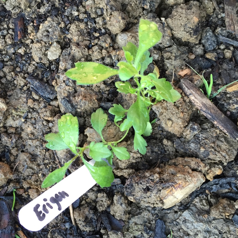 Mexican fleabane Stallone in the GardenTags plant encyclopedia