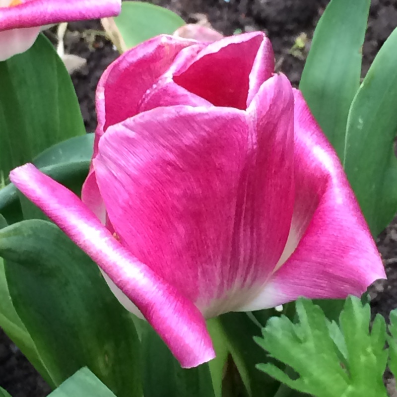 Tulip Innuendo (Triumph) in the GardenTags plant encyclopedia