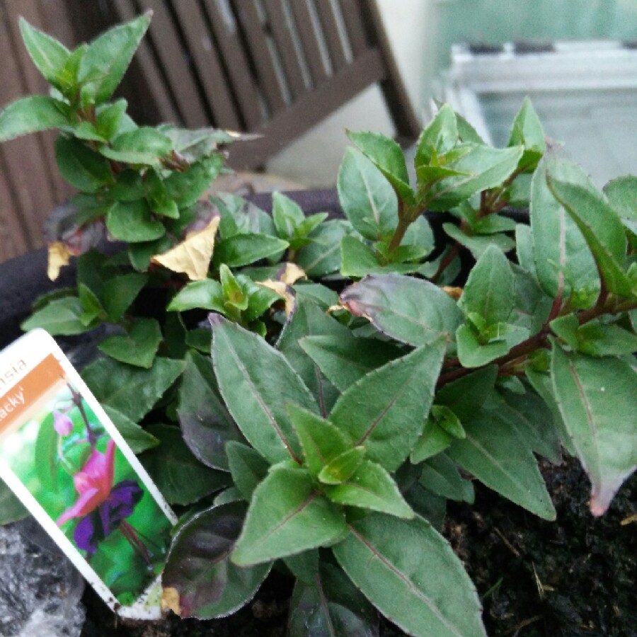 Fuchsia 'Blacky', Fuchsia ' Roesse Blacky' in GardenTags plant encyclopedia