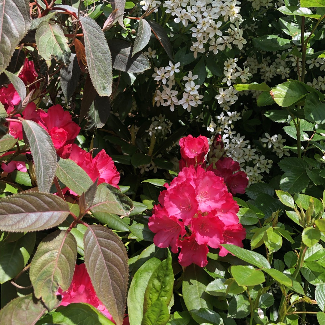 Rhododendron Fantastica in the GardenTags plant encyclopedia