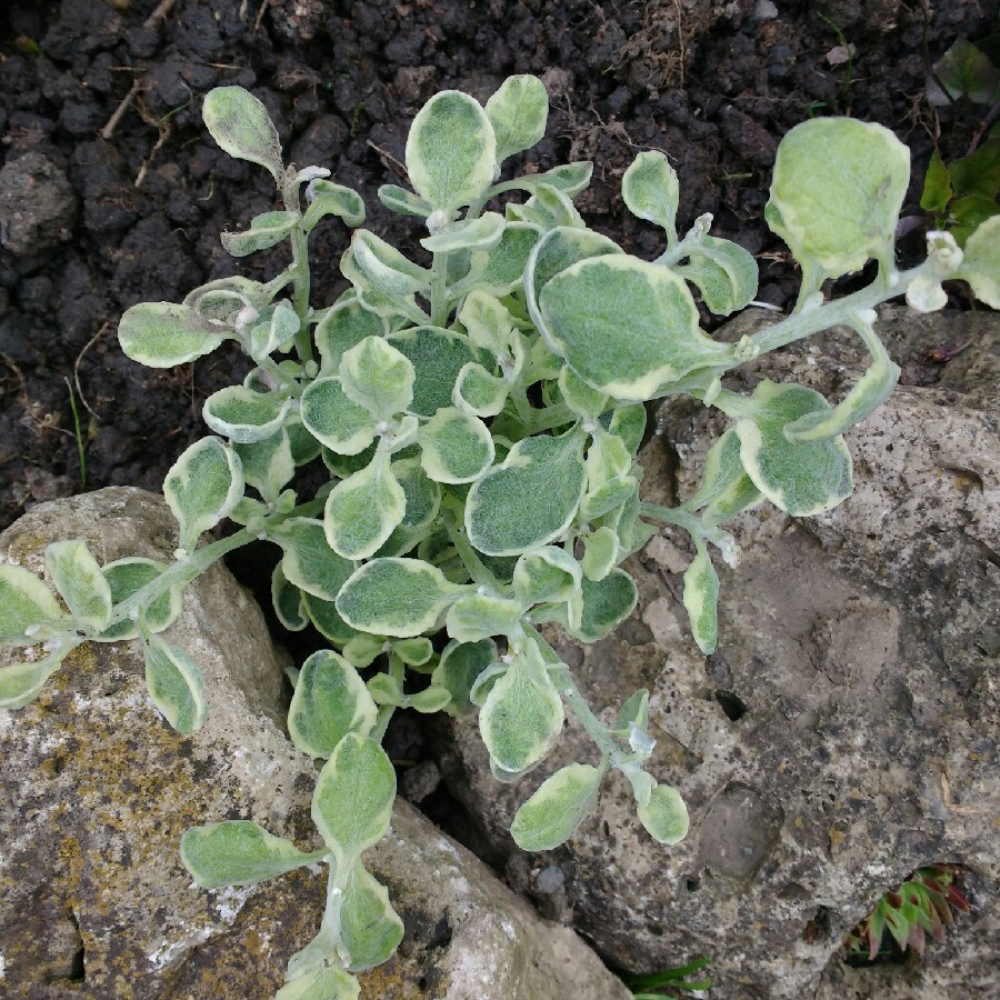 Helichrysum Variegated in the GardenTags plant encyclopedia