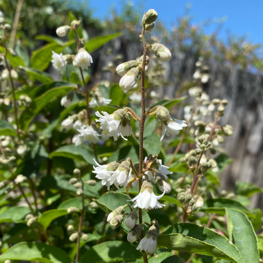 Fuzzy Deutzia in the GardenTags plant encyclopedia