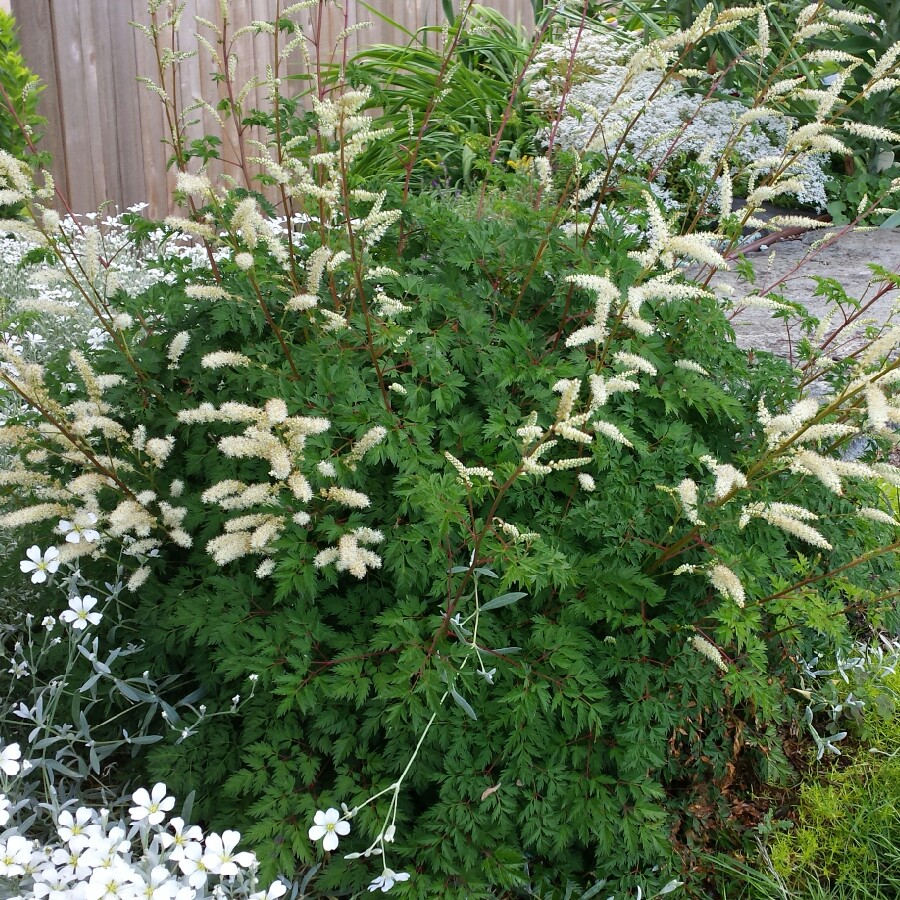 Dwarf Goats beard in the GardenTags plant encyclopedia