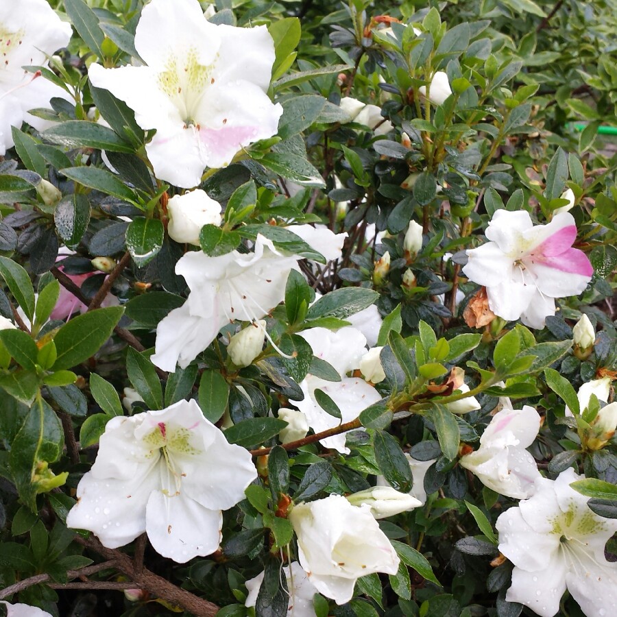 Azalea Getsutoku in the GardenTags plant encyclopedia