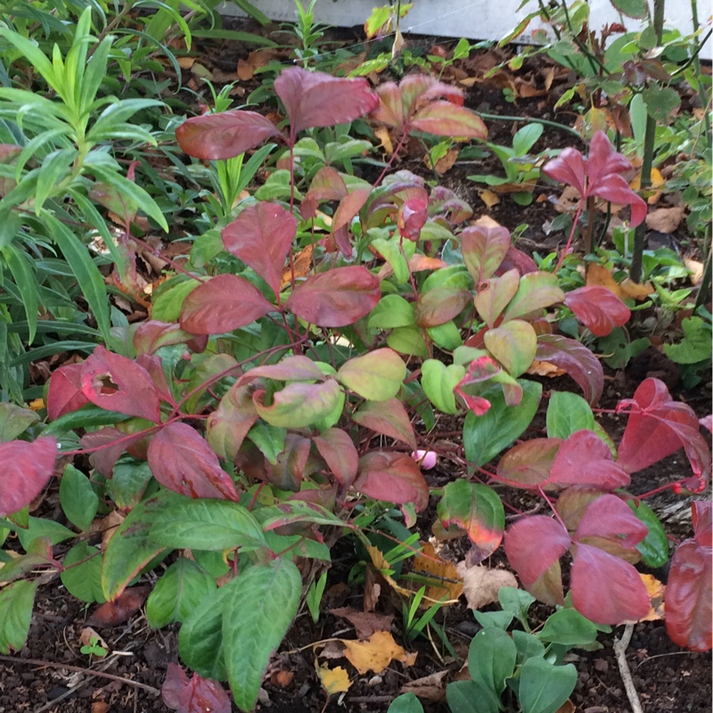 Woods Dwarf Nandina in the GardenTags plant encyclopedia