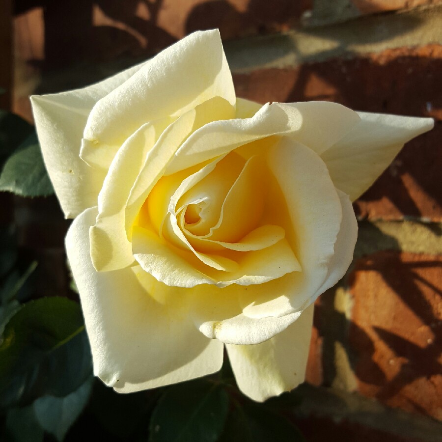 Rose Creme De La Creme in the GardenTags plant encyclopedia