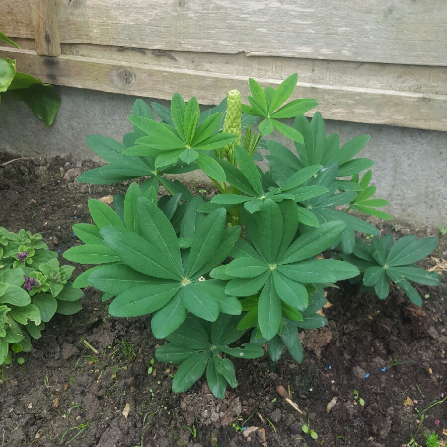 Lupin Gladiator in the GardenTags plant encyclopedia