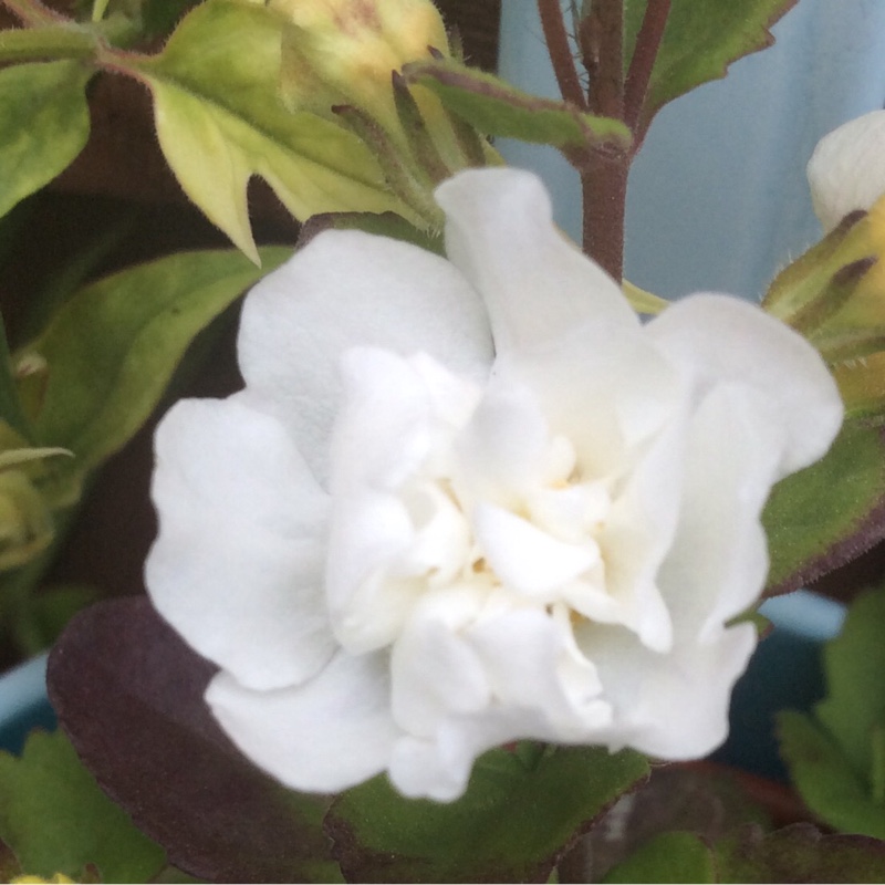 Bacopa Double Ballerina Snowball in the GardenTags plant encyclopedia