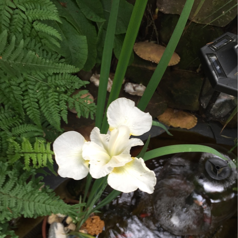 Bearded Iris Lemon Drop (Miniature Dwarf) in the GardenTags plant encyclopedia