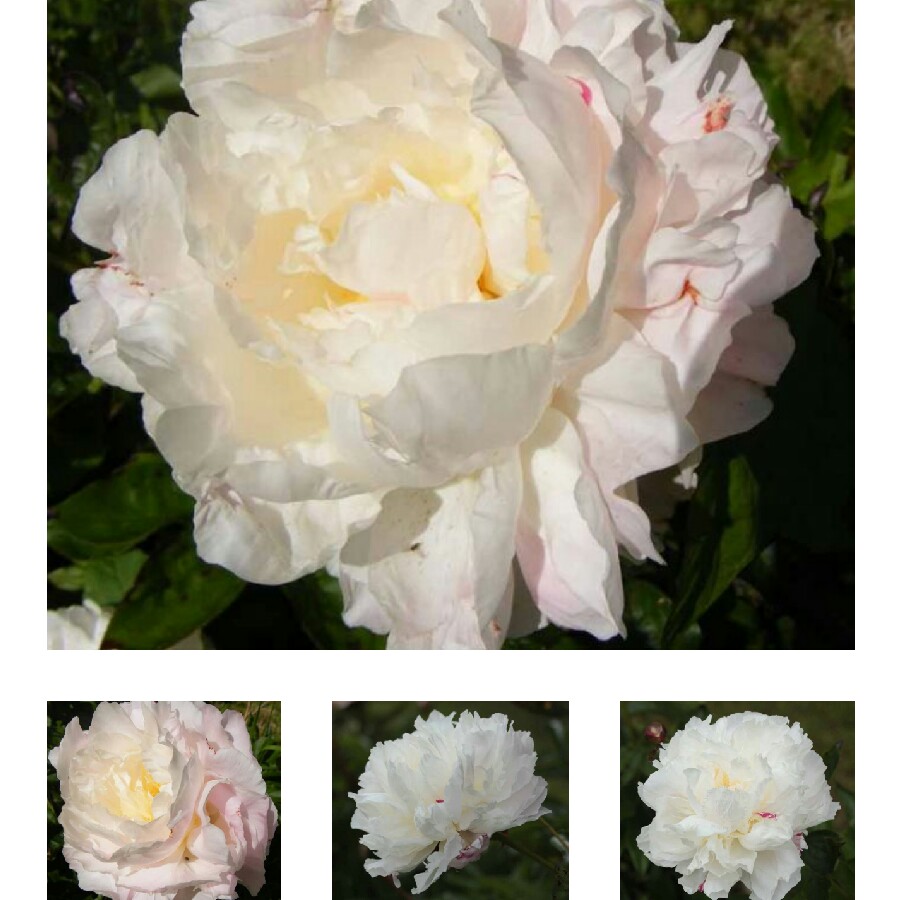 Peony Shirley Temple (Herbaceous) in the GardenTags plant encyclopedia