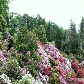 Rhododendron in the GardenTags plant encyclopedia