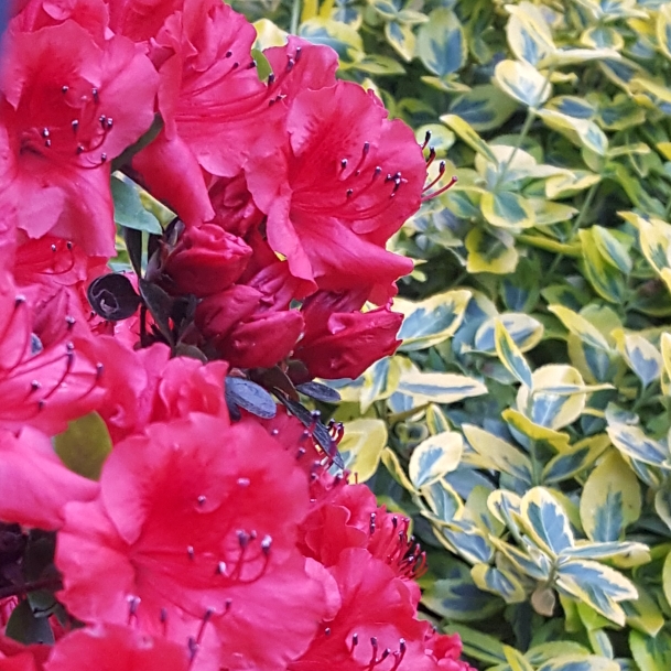 Azalea Fireball in the GardenTags plant encyclopedia