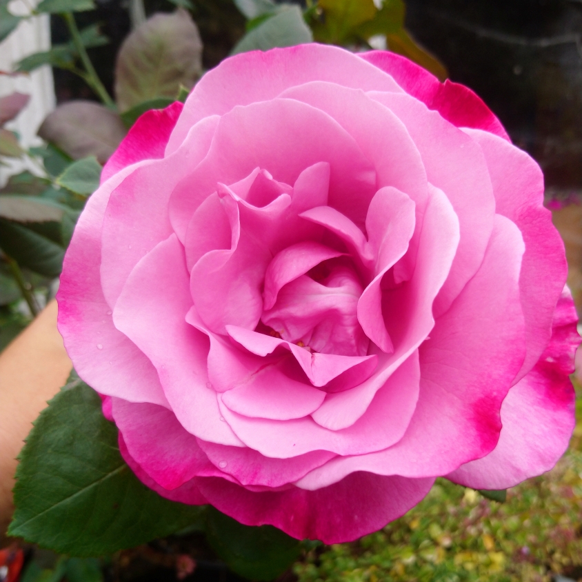 Rose Moody Blue (Hybrid Tea) in the GardenTags plant encyclopedia