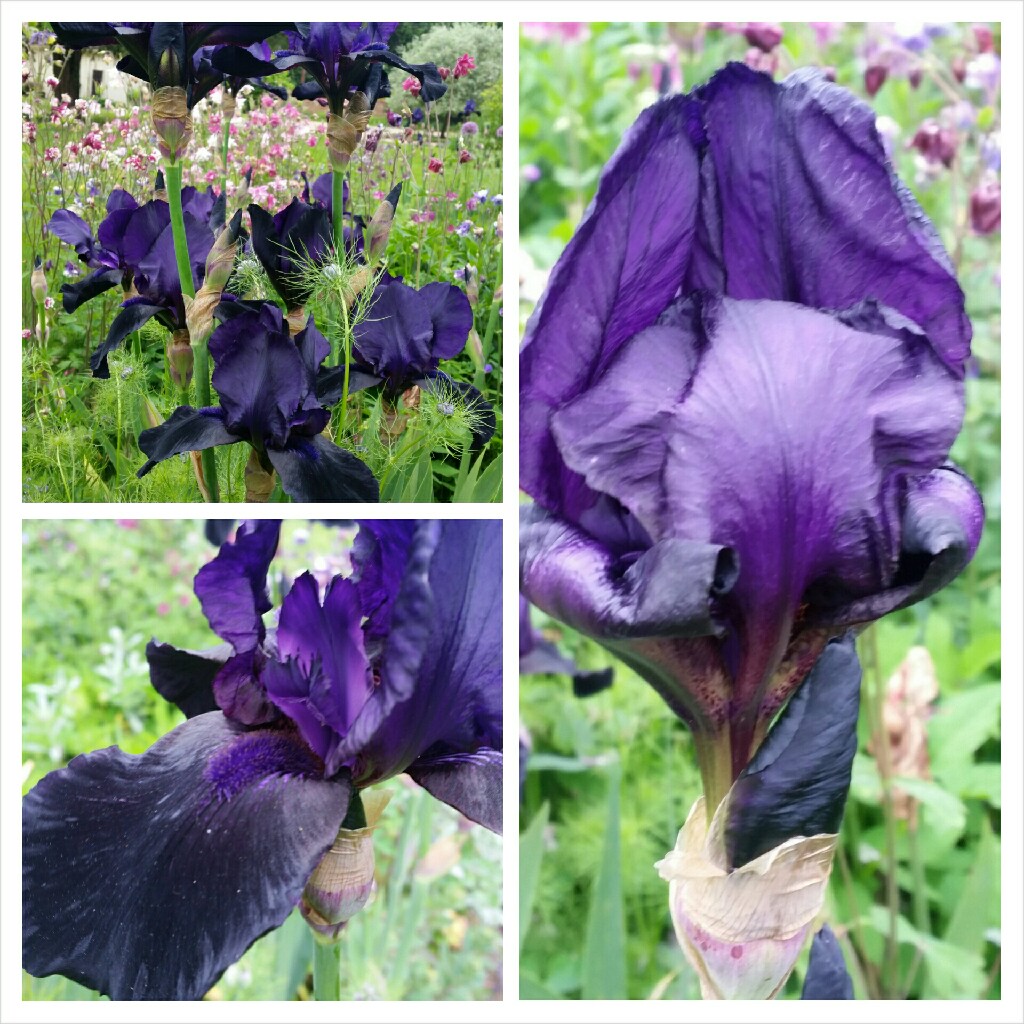 Bearded Iris Black Tie Affair (Tall) in the GardenTags plant encyclopedia