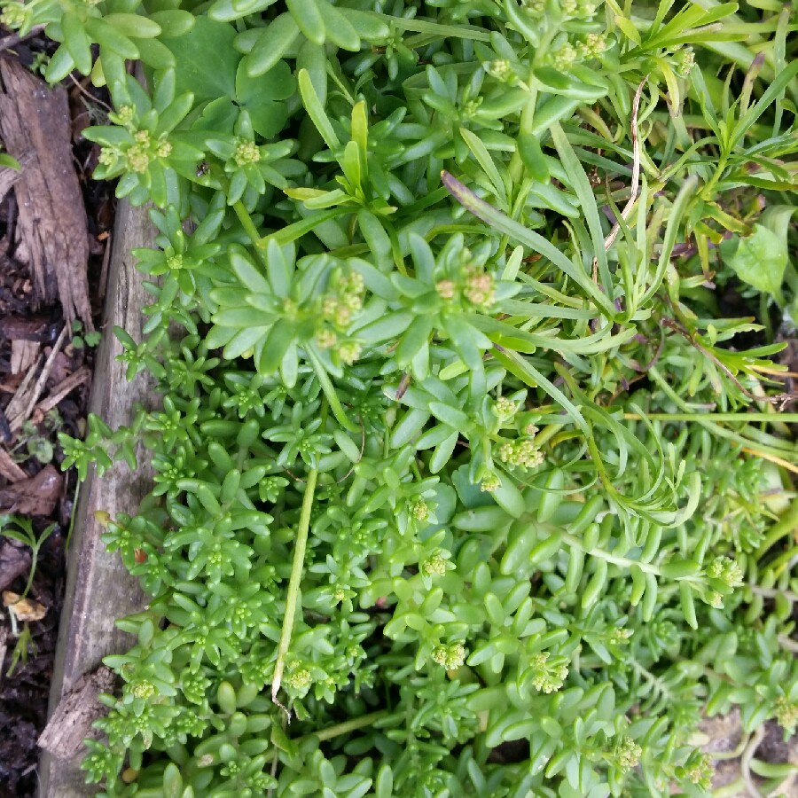 Yellow ice plant in the GardenTags plant encyclopedia