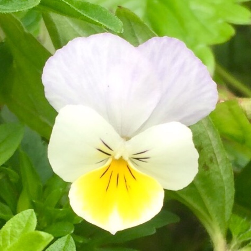 Field Pansy in the GardenTags plant encyclopedia