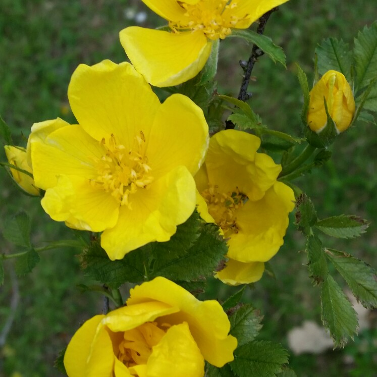 Rose Foetida in the GardenTags plant encyclopedia