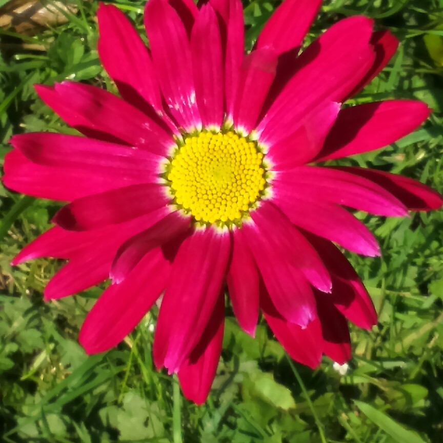 Painted Daisy Robinsons Red in the GardenTags plant encyclopedia