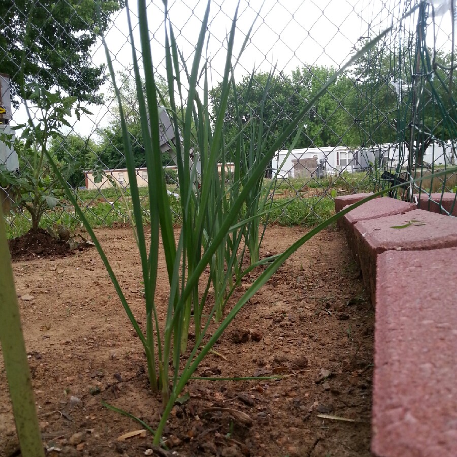 Leek in the GardenTags plant encyclopedia