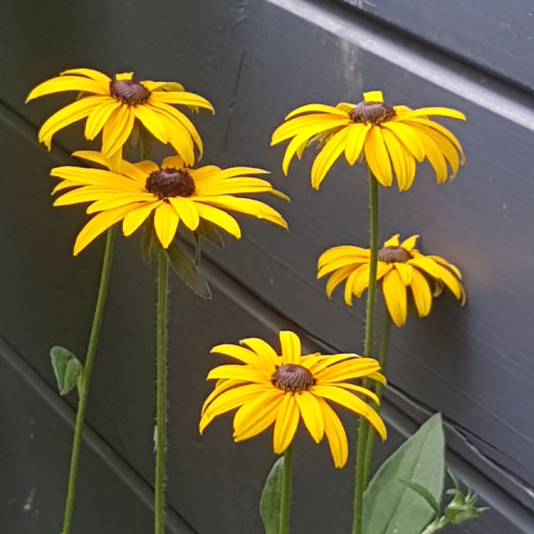 Coneflower Indian Summer in the GardenTags plant encyclopedia