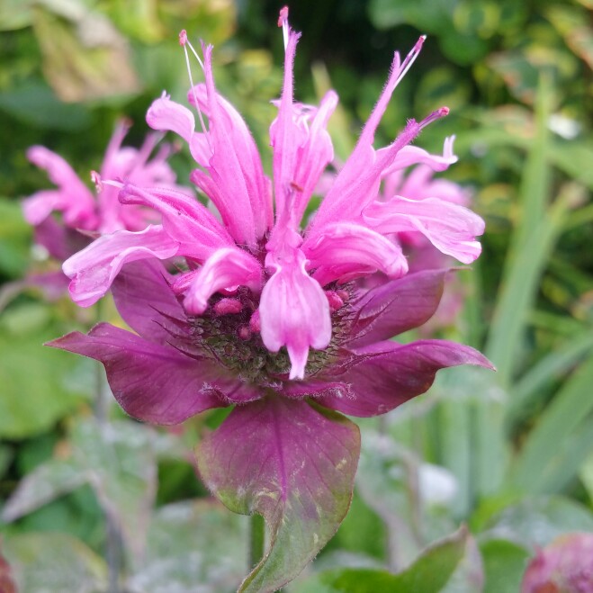 Bergamot Beauty of Cobham in the GardenTags plant encyclopedia