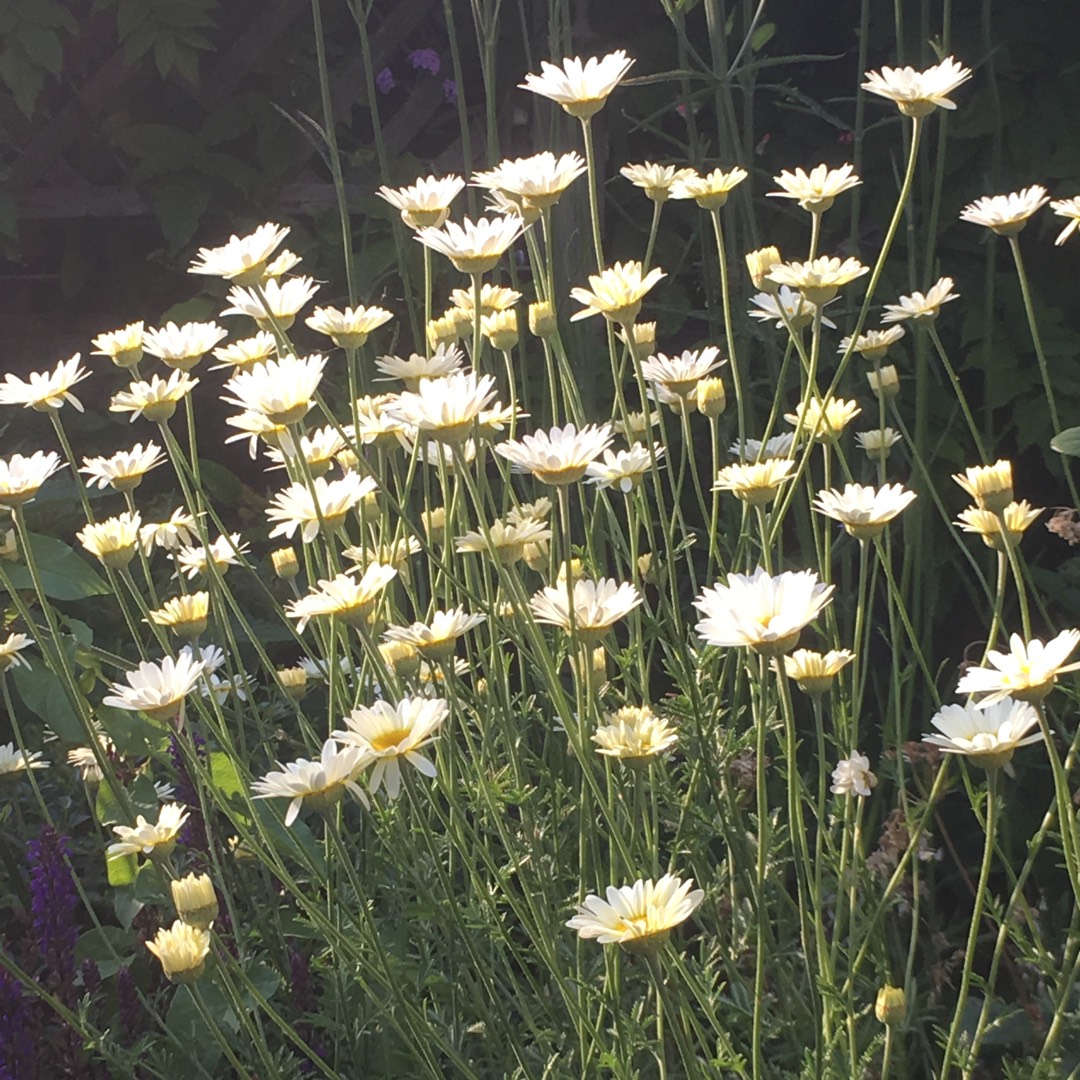 Golden Marguerite Sauce Hollandaise in the GardenTags plant encyclopedia