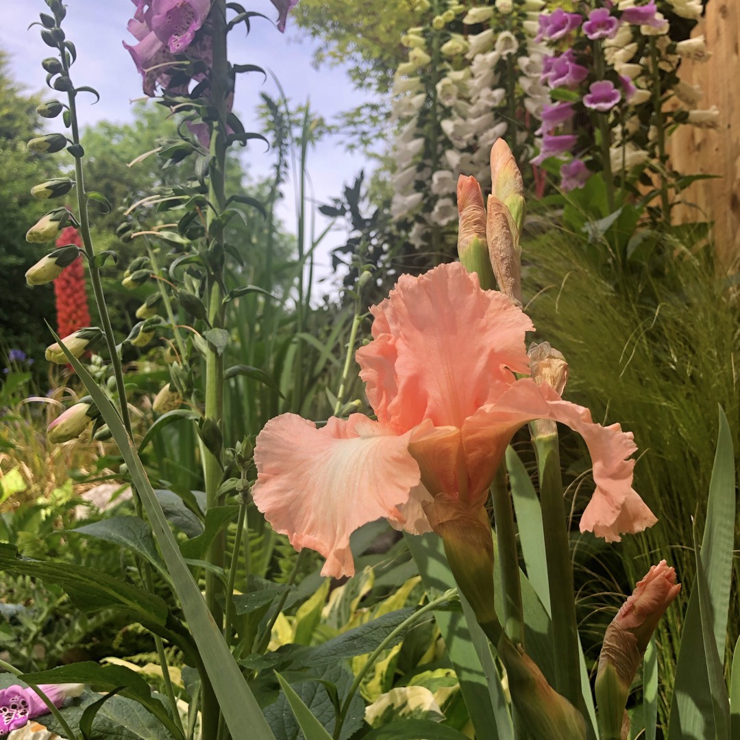 Bearded Iris Peach Pearl (Tall) in the GardenTags plant encyclopedia