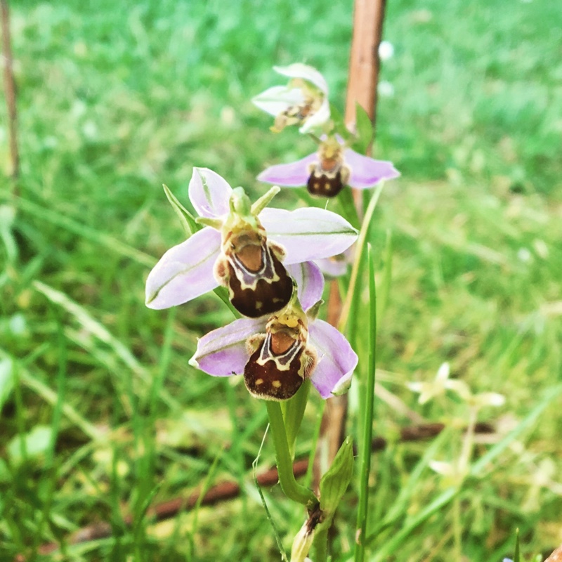 Bee Orchid in the GardenTags plant encyclopedia