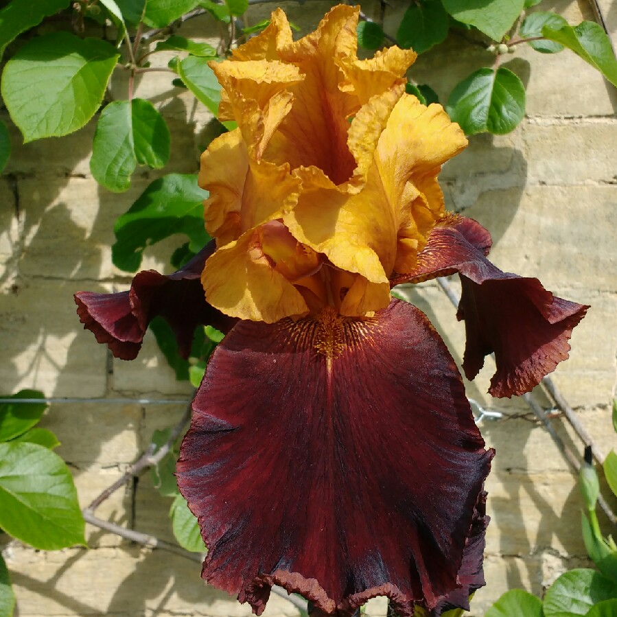 Bearded Iris Supreme Sultan (Tall) in the GardenTags plant encyclopedia