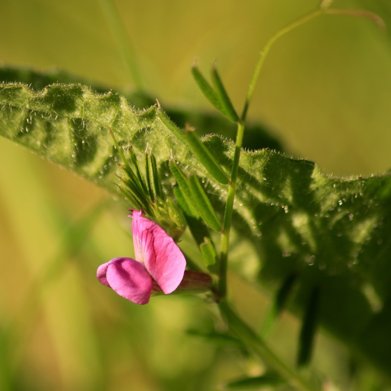 Common Vetch in the GardenTags plant encyclopedia