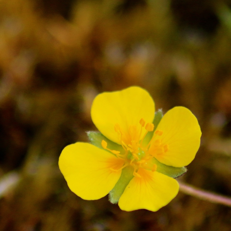 Potentilla Tormentilla in the GardenTags plant encyclopedia