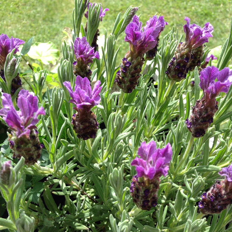 Lavender Regal Splendour in the GardenTags plant encyclopedia