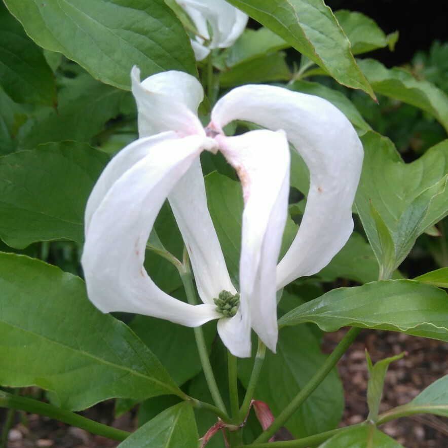 White Flowering Dogwood in the GardenTags plant encyclopedia