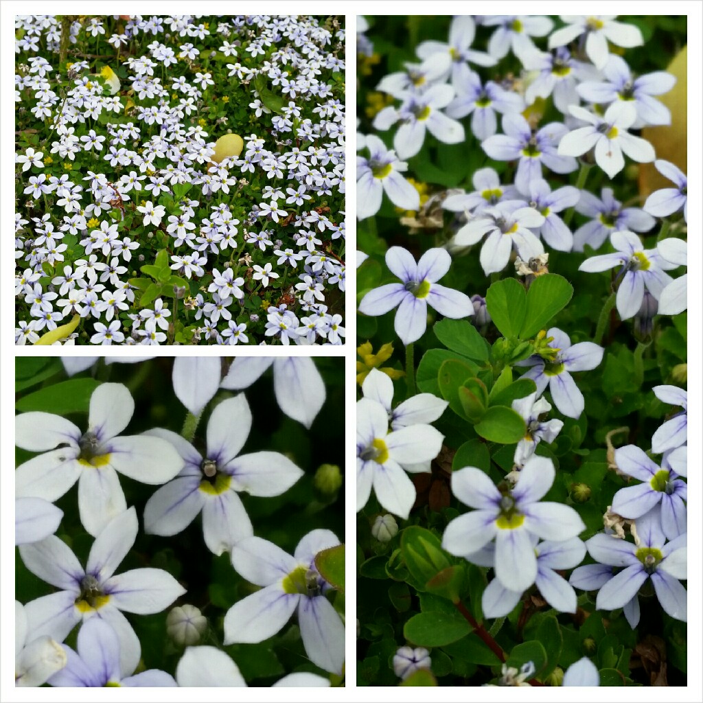 Blue Star Creeper Alba in the GardenTags plant encyclopedia