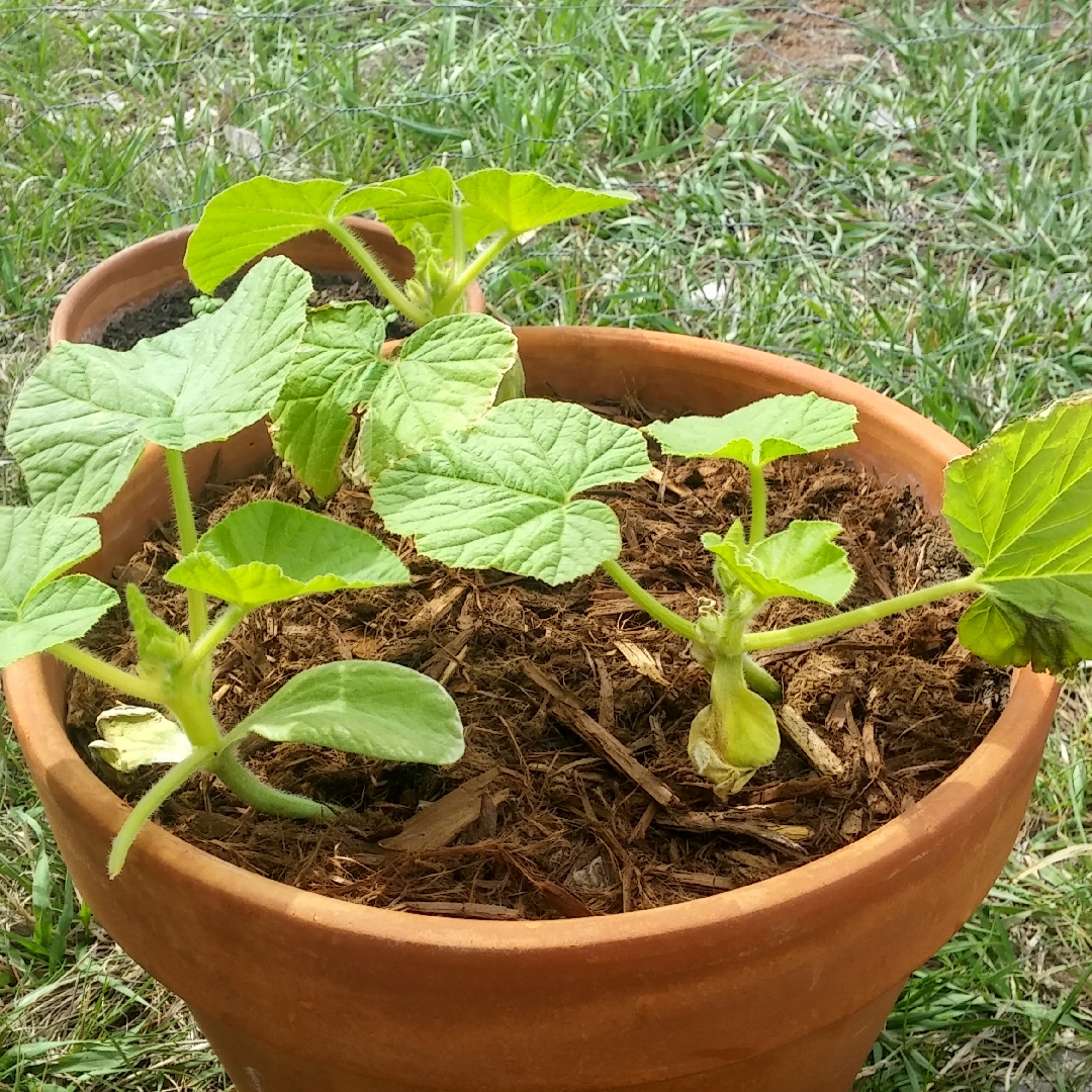 Pumpkin Delica F1 in the GardenTags plant encyclopedia