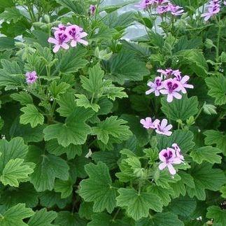 Pelargonium Orange Fizz (Scented) in the GardenTags plant encyclopedia