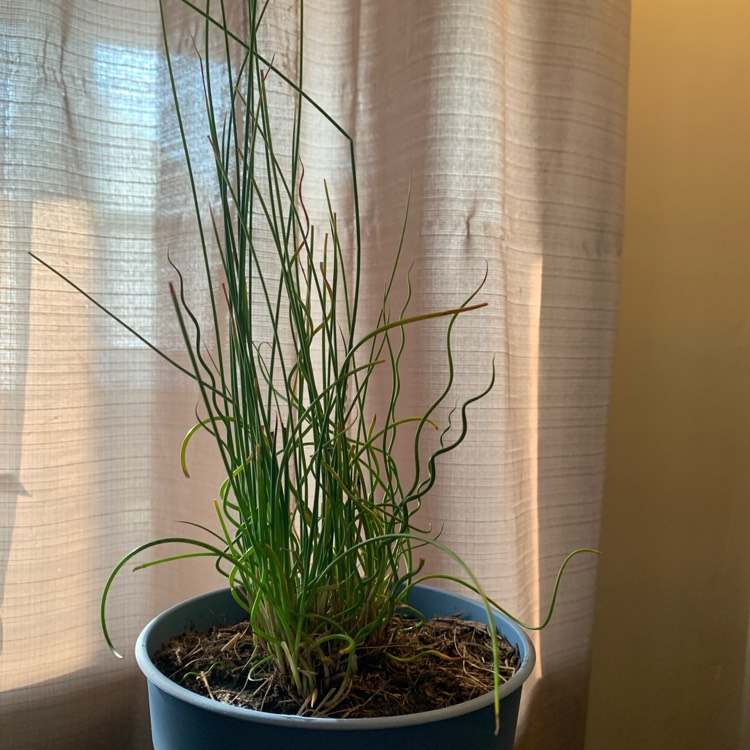 Plant image Juncus Inflexus